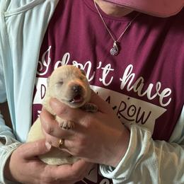 Avalon - White female German Shepherd puppy in Perkasie, Pennsylvania from Twila Ruth Herot