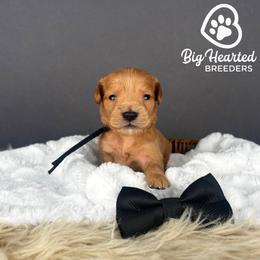 Bear - Red  male Goldendoodle puppy in Utah County, Utah from Big Hearted Breeders