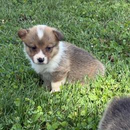 Zinnia - Red and white female American Corgi puppy in Scottown, Ohio from Wyndy Ridge Corgis