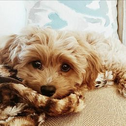Cavapoo Puppies from Lebel Cavapoos