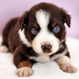 Glazed - full tail - 2 blue eyes - Red tri male Miniature Australian Shepherd puppy in Mc Alester, Oklahoma from Angel's Aussies