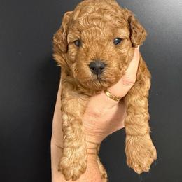 Boy 1 - Red  male Poodle puppy in Southwest Ranches, Florida from Herringbone ‘s Poodles