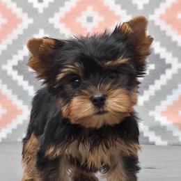 Reggie - Blue and gold male Yorkshire Terrier puppy in Monticello, Iowa from Ashley’s Puppies