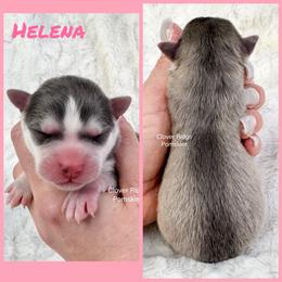 Helena - Blue female Pomsky puppy in Sheffield, Iowa from Clover Ridge Pomskies