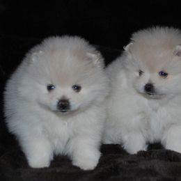 Labrador Retrievers and Pomeranians from Pomadors
