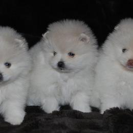 Labrador Retrievers and Pomeranians from Pomadors