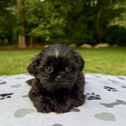 Julius - Black male Shih Tzu puppy in Wakefield, Rhode Island from Shih Tzu Companions in Rhode Island