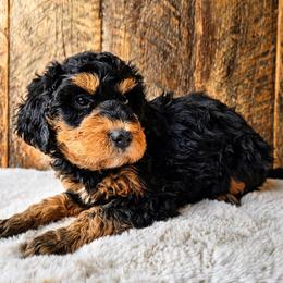 Poppy - Tri-color female Bernedoodle puppy in Ashton, Idaho from Kerr Kanine Ranch