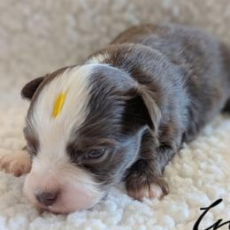 Ineos - Red tri male Toy Australian Shepherd puppy in Mountain Home, Idaho from LJK Boxers & Toy Aussies