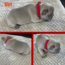 French Bulldog Puppies from Cole's French Bulldogs