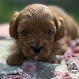 Lucky - Red Cavapoo puppy in Pleasant Hill, Iowa from Harvest Creek