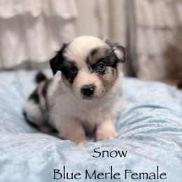 Snowqualmie (Snow) - Blue merle female Miniature American Shepherd puppy in Olympia, Washington from Shamayim Shepherds