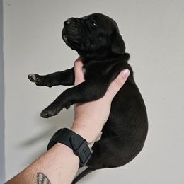 Andreen - Black female Great Dane puppy in Jerusalem, Arkansas from Mara Danes