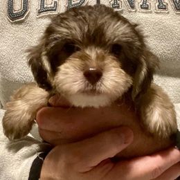 Peanut (Yellow) - Tri-color male Yorkipoo puppy in Martin, Tennessee from Danza Bolo