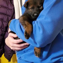 German Shepherd Puppies from vom Wenner Haus