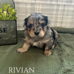 Rivian - Blue merle female Aussiedoodle puppy in Zeeland, Michigan from Dutch’s Doodles