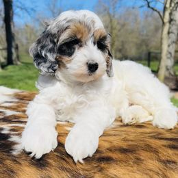 Bernedoodle and Pyredoodle Puppies from FDF Pyredoodles & Bernedoodles