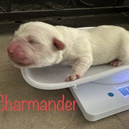 Golden Retriever Puppies from English Creams of Morningstar