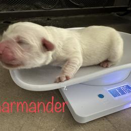 Golden Retriever Puppies from English Creams of Morningstar