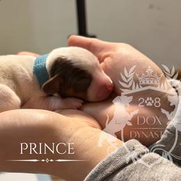 Dachshund Puppies from 208 Dox Dynasty