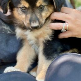 Jedi - Black tri-color Australian Shepherd puppy in Amarillo, Texas from Luna’s Mini Aussies