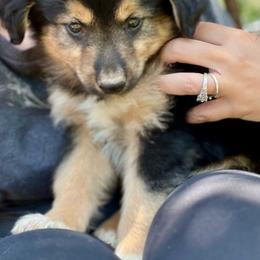 Jedi - Black tri-color Australian Shepherd puppy in Amarillo, Texas from Luna’s Mini Aussies