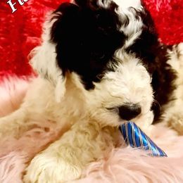 Sheepadoodle Puppies from Mountain View Family Doodles