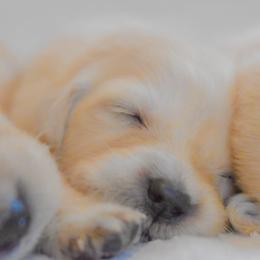 Golden Retrievers from Buck Family Farm Golden Retrievers