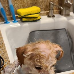 Aussiedoodle, Poodle, and Toy Australian Shepherd Puppies from Heartland Ranch