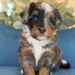 Paige - Tri-color female Bernedoodle puppy in Yuciapa, California from AlltheDoodlez_