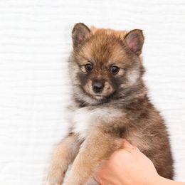 Josefina (Peach Collar) - Wolf sable female Pomsky puppy in Spring City, Pennsylvania from Pomsky Power Puppies