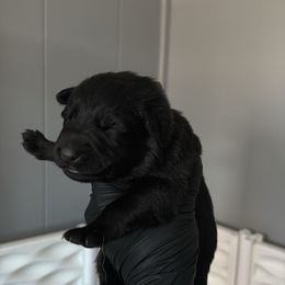 Daffy - Black female German Shepherd puppy in Knowlton Township, New Jersey from Augenblick Kennels