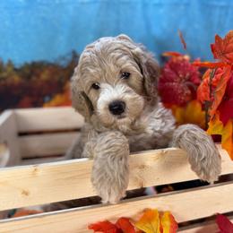 Pumpkin (Orange Collar) - Cream male Goldendoodle puppy in Lake Panasoffkee, Florida from Donnas Deluxe Doodles LLC