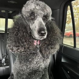 Clarke  - Poodle