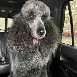 Clarke  - Poodle