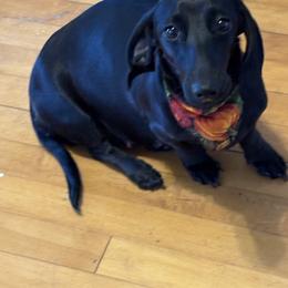 Destiny - Dachshund