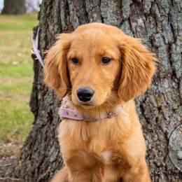 Border Collie, Golden Retriever, and Sporty Mix Puppies from Turbo Border Collies & Coltrievers
