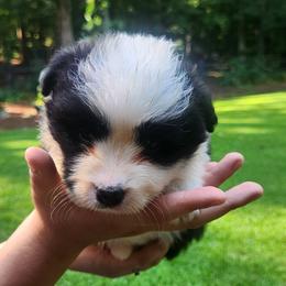 Border Collie Puppies from Snowbird Border Collies