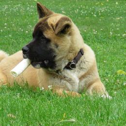 Akita puppies from Audacious Akitas