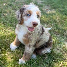 Ben - male Australian Mountain Doodle puppy in Cortez, Colorado from Sassy Pants Pups