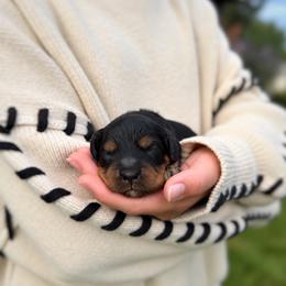 Stone - Black white and tan male Cockapoo puppy in Mt Bethel, Pennsylvania from Stasia’s Cutiepoos