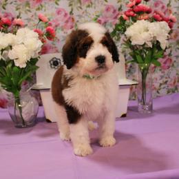 Luke - Brown and white male Bernedoodle puppy in Peyton, Colorado from Peyton Doodles