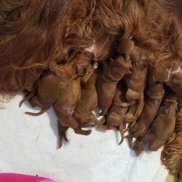 Irish Setter Puppies from Kilkieran Kennels and farm