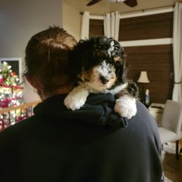 Bernedoodle and Labradoodle Puppies from Reid Wasatch Doodles
