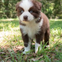 Baxter - Gray Collar - Red & white male Miniature Australian Shepherd puppy in Lacombe, Louisiana from Indigo River Aussies