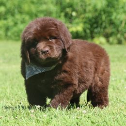 Magnolia - Brown female Newfoundland puppy in Kimball Twp, Michigan from Pine River Newfoundlands