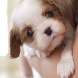 Taffy - Blenheim female Cavalier King Charles Spaniel puppy in Greensboro, North Carolina from Hyde Park Cavaliers