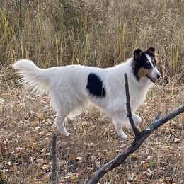 Bell - Collie