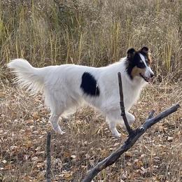 Bell - Collie