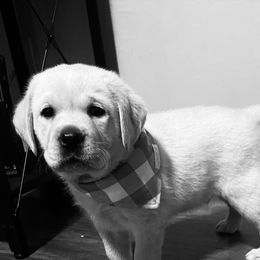 Labrador Retrievers from Mountain Labradors